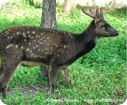 Visayan Spotted Deer