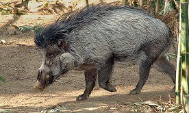 Visayan Warty Pig
